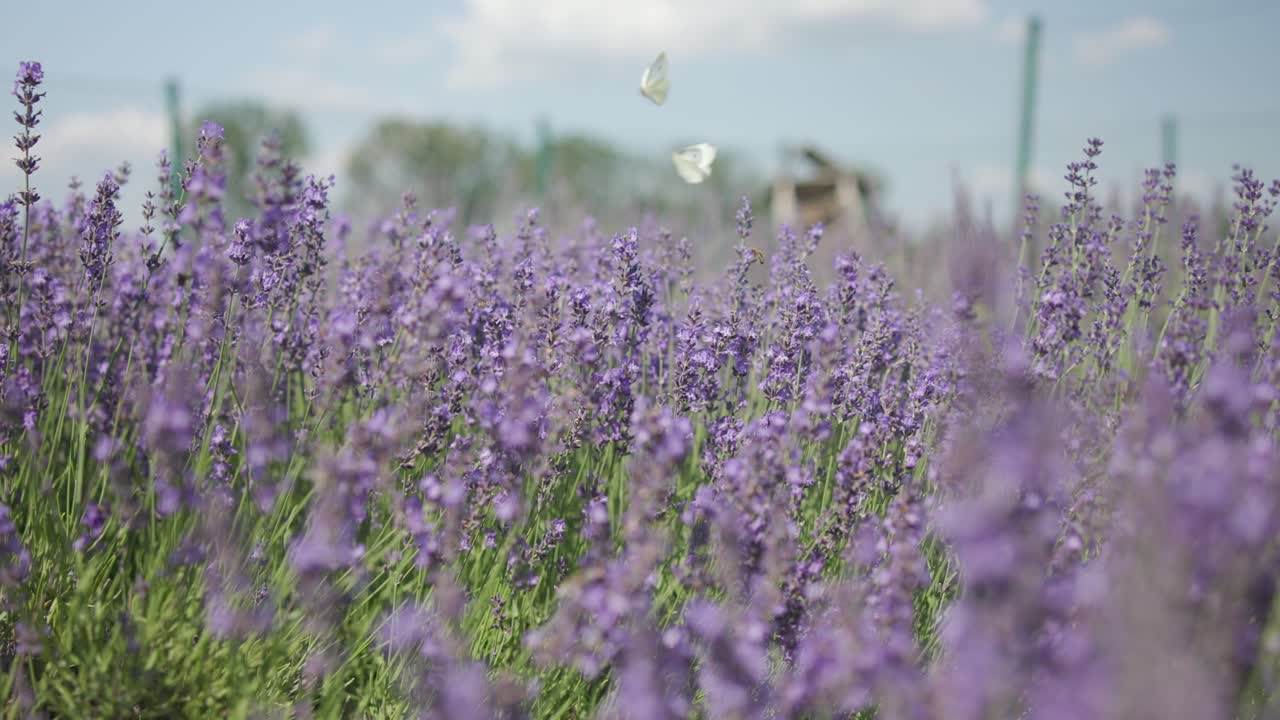 cerca de una mariposa en una flor de lavanda en un campo
