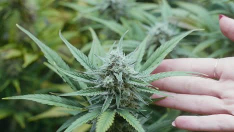 hand touching cannabis plant bud