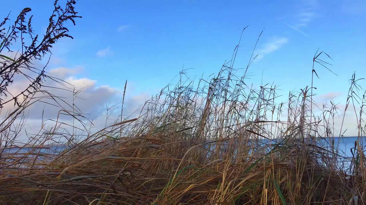 북부 독일의 플렌스부르크 (schleswig-holstein) 근처의 그림 같은 바다 풍경, 파란 발트해와 바람이 불고 바람이 부는 날에 바가 식물이 흔들리는 바다, 신선한 파란 하늘과  구름과 함께 바다 지평선
