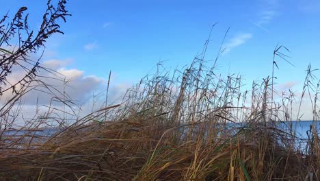 Picturesque-seascape-near-Flensburg-Schleswig-Holstein,-North-Germany,-with-blue-Baltic-Sea-and-swaying-seaside-plants-on-windy,-breezy-day,-sea-horizon-with-fresh-blue-sky-and-white-cumulus-clouds