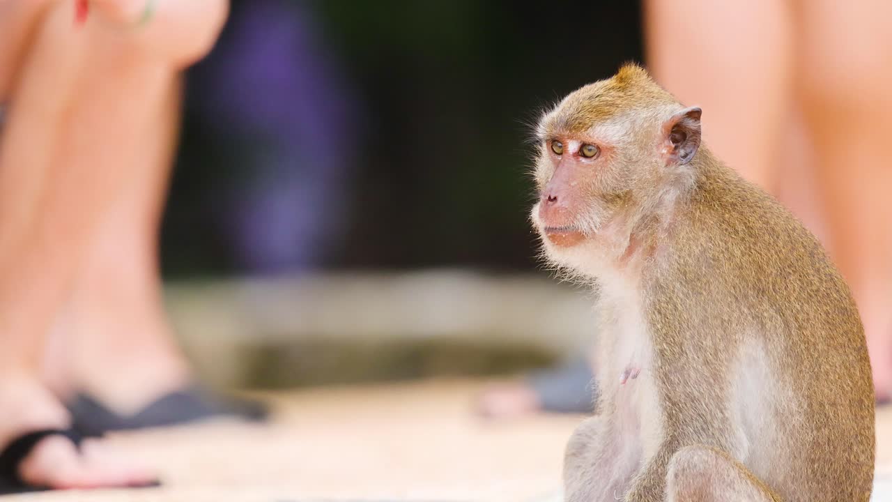 un mono se sienta entre los turistas de pie