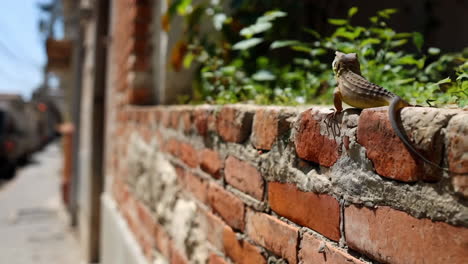 lizard on a brick wall