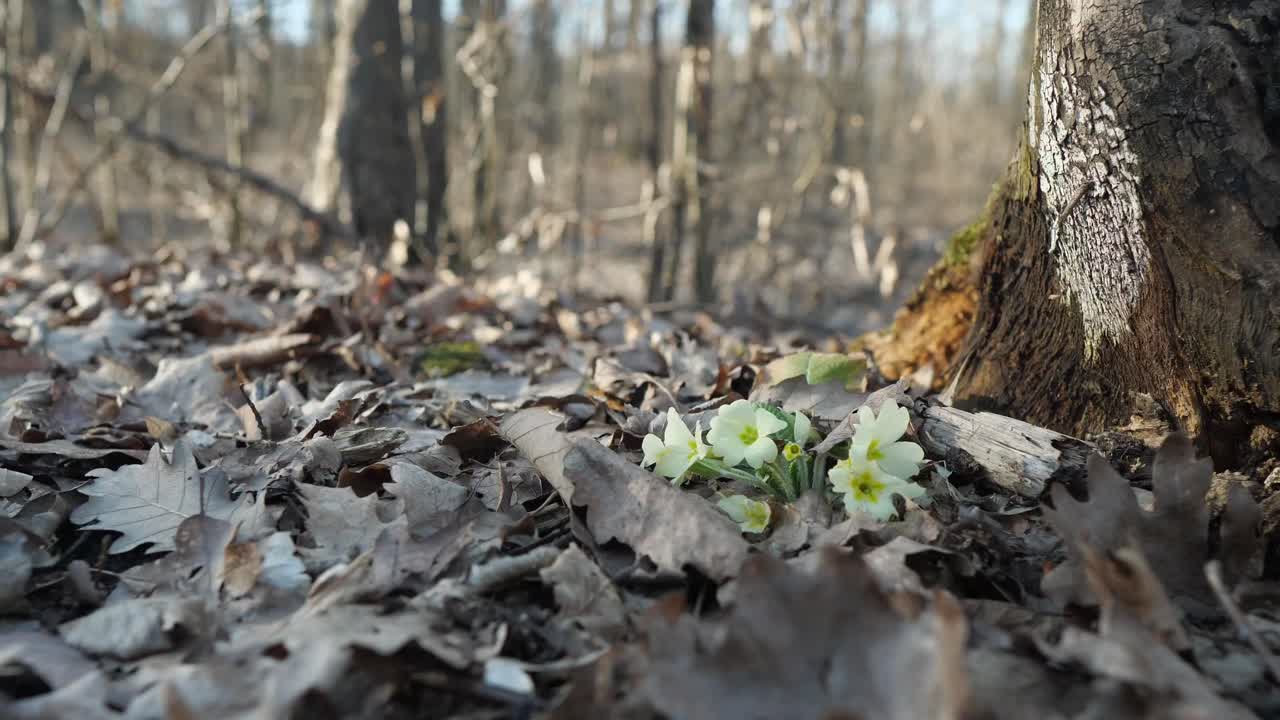 flores amarillas de primavera en el bosque entre las hojas