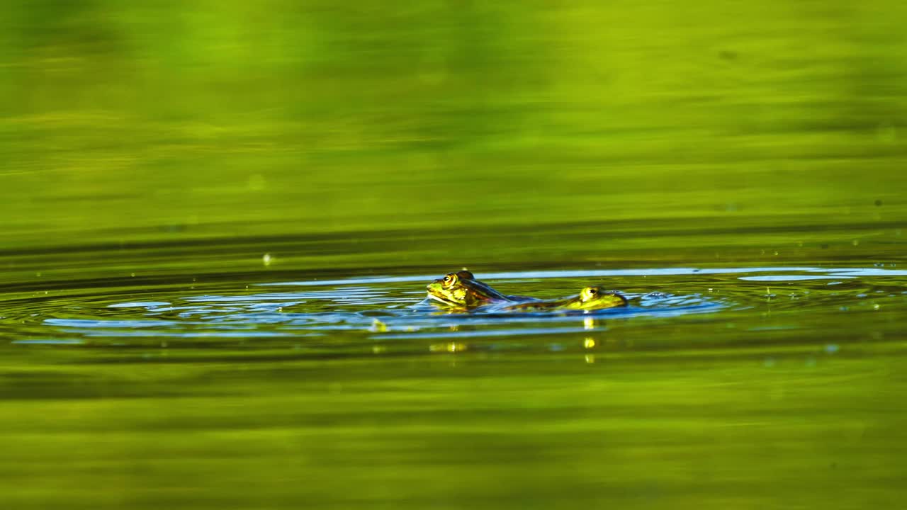무어개구리가 물 위로 점프하는 모습, 짝짓기 과정, 하루