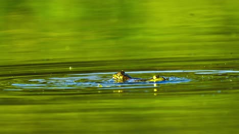 Statische-Ansicht-Eines-über-Wasser-Springenden-Moorfrosches,-Paarungsvorgang,-Tag