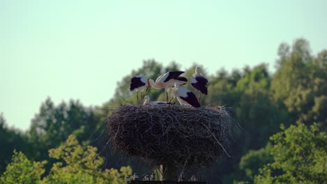 Eine-Gruppe-Junger-Störche-Bereitet-Sich-Darauf-Vor,-Im-Sommer-In-Ihrem-Nest-Zu-Fliegen,-Umgeben-Von-Wäldern-In-Litauen