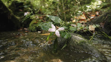 Imágenes-En-Cámara-Lenta-De-Una-Flor-Que-Crece-De-Una-Roca-En-Un-Arroyo-Que-Pasa