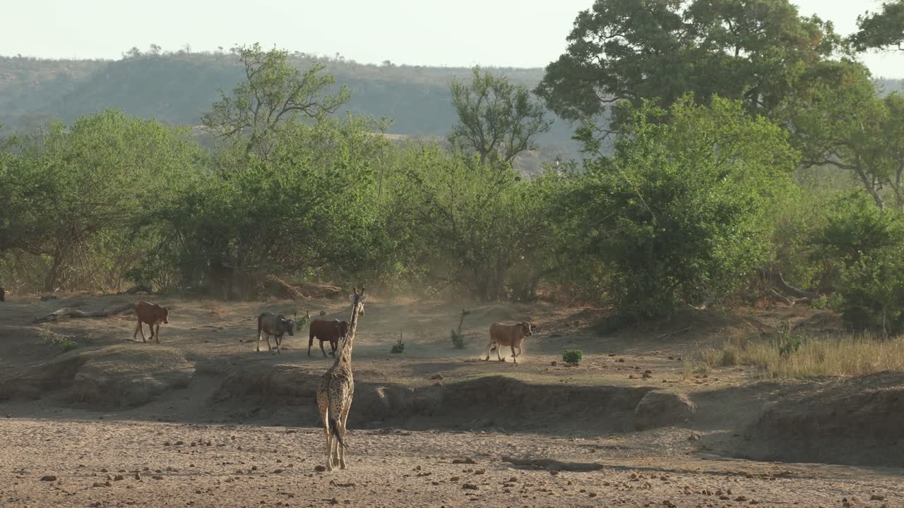 A giraffe standing in a dry riverbed while cattle walk along the sand bank, Mashatu Game Reserve
