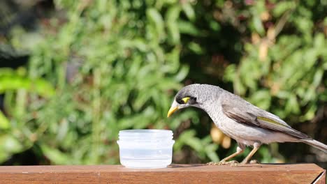 various birds visit feeder on sunny day