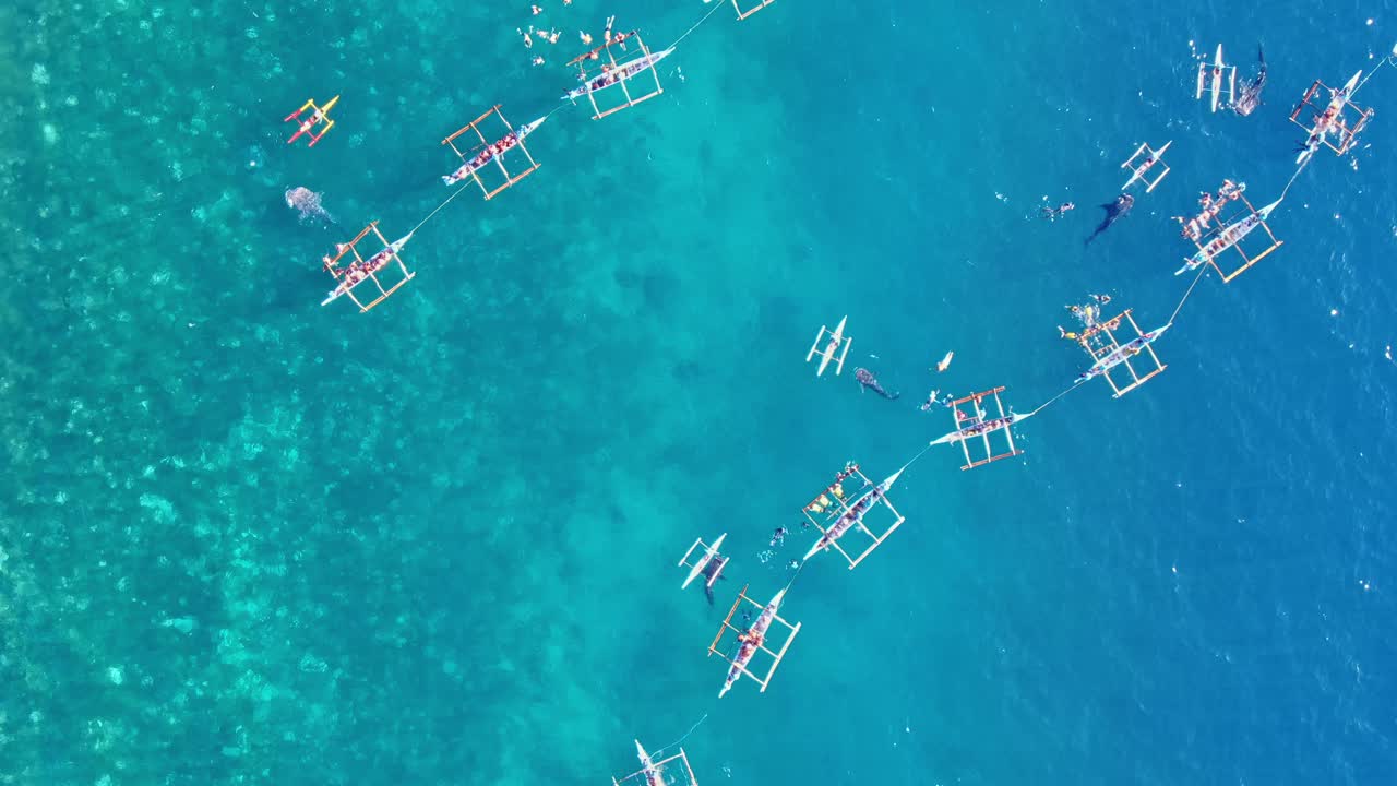 유명한 고래 상어 관찰의 하향식 보기