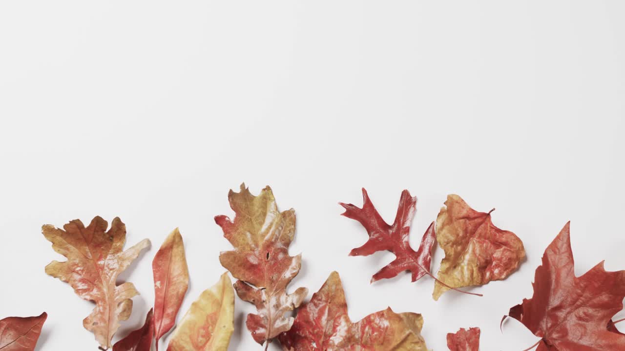 하 ⁇  배경에 복사 공간과 함께 할로윈 가을 잎의 비디오