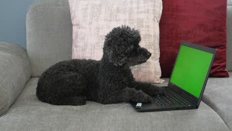 cute little dog sits in front of computer