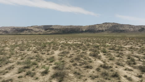 Goitered-gazelle-antelope-running-in-arid-steppe,-herd-grazing-around