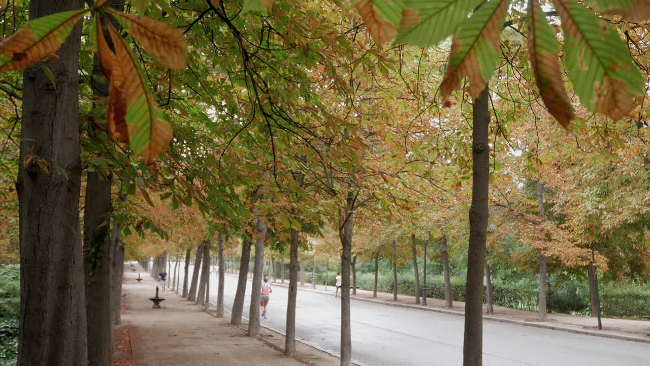 Beutiful perspective of park in Autumn. Orange foliage along road where people are running and walking.