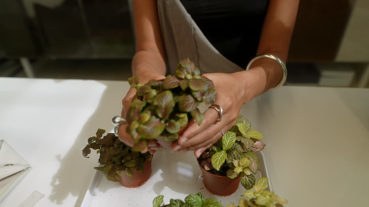 Person holding indoor plants