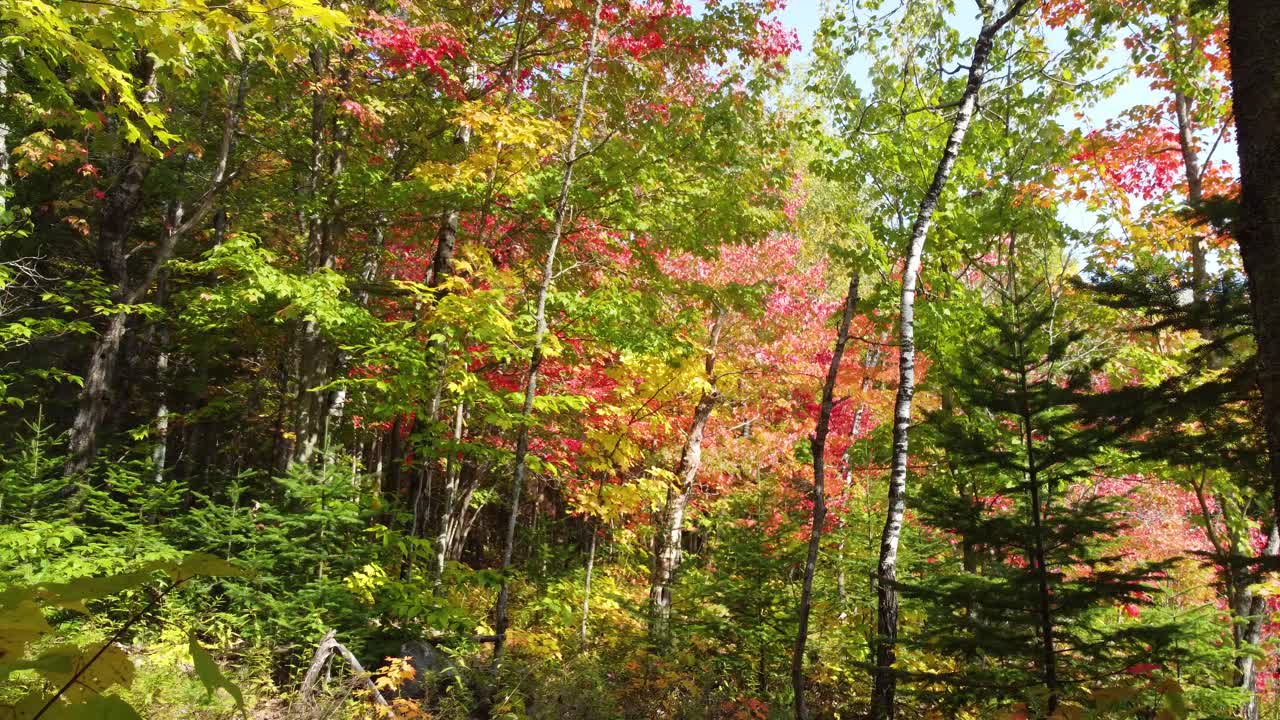 공중 드론  ⁇ 이  ⁇ 은 날에 노란색과 오렌지색 잎사귀와 함께 가을의 숲을 날고 있습니다.