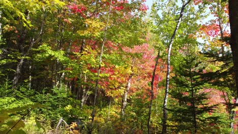 drone aéreo disparado volando a través de un bosque de otoño, con follaje amarillo y naranja, en un día soleado