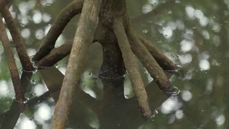 Bosque-De-Manglar-Cerca-De-Tallo-Y-Raíces-Con-Agua