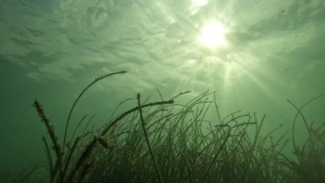 Seagrasses-Basking-in-the-Sun,-Biscayne-Bay,-Florida