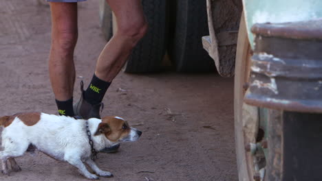 cute intelligent dog excitedly jumps in vehicle with his farmer friend.