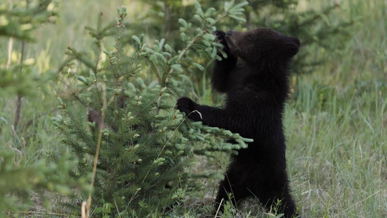 Un piccolo cucciolo di orso grizzly nero esplora i suoi dintorni con curiosità, toccando e annusando delicatamente il fogliame in una tranquilla radura nel bosco mentre la luce svanisce durante una sera di primavera.