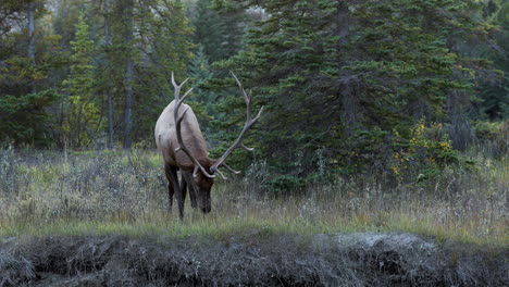 majestic elk standing alone in a forest wagging its tail and looking around