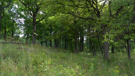 The-beauty-of-the-forest-in-the-summer-with-the-wind-blowing-in-the-grass