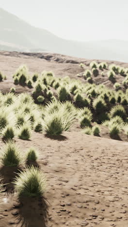 desert grass