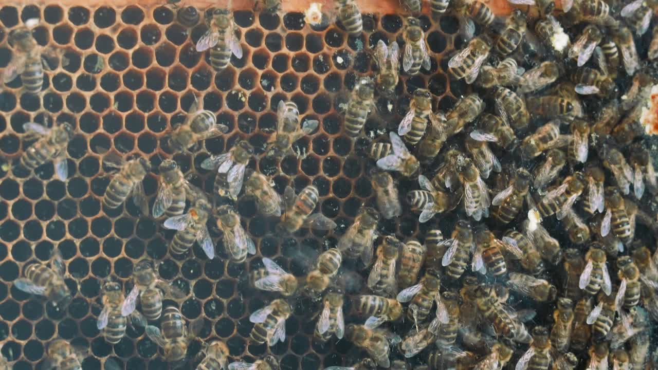 крупный снимок занятых медоносных пчел в улье, работающем