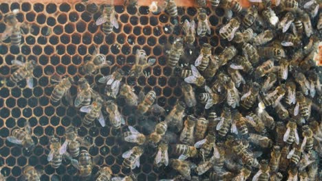 closeup of busy honey bees in a beehive working