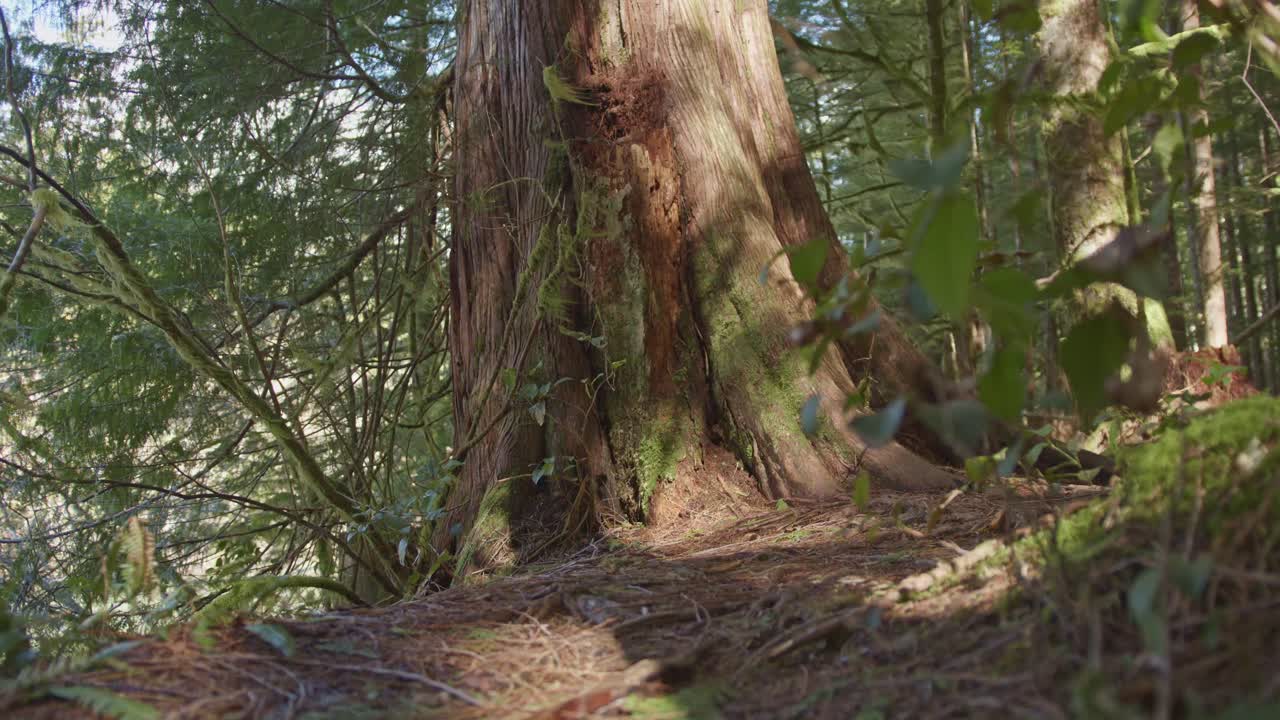 An old growth tree in a forest in the Pacific Northwest. Trees in a forest grove in British Columbia. A large old tree standing tall in the old growth forest.
