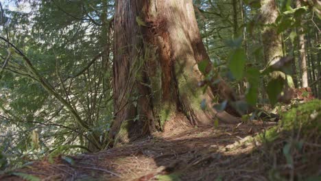an old growth tree in a forest in the pacific northwest. trees in a forest grove in british columbia. a large old tree standing tall in the old growth forest.