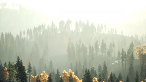Sunlight-in-spruce-forest-in-the-fog-on-the-background-of-mountains-at-sunset