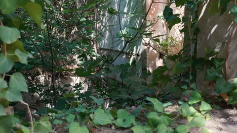 overgrown abandoned building