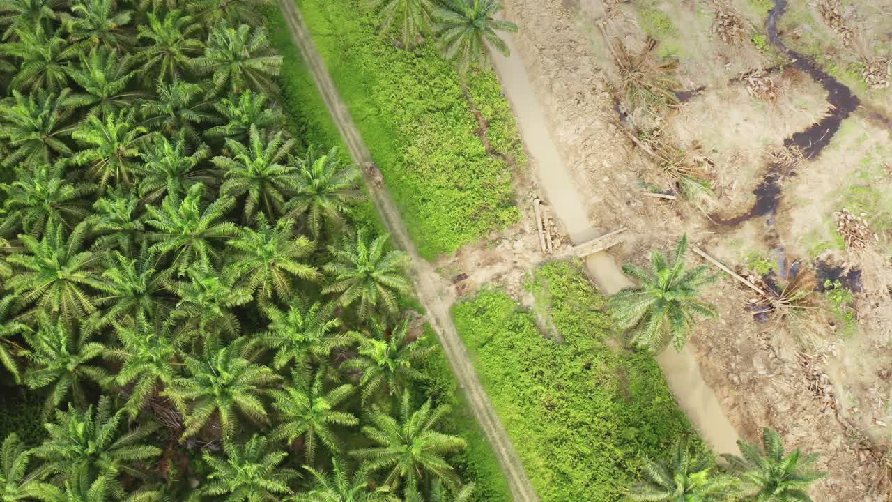 un elefante en un paisaje devastado por la deforestación en borneo, malasia