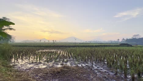 Harvested-rice-field-in-sunrise-time-with-mountain-range-on-the-horizon