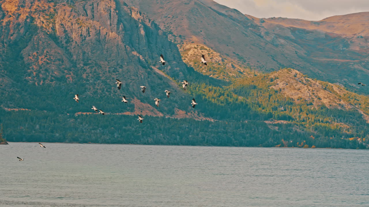 Flock of Birds Flying Over Lake with Mountains and Forest