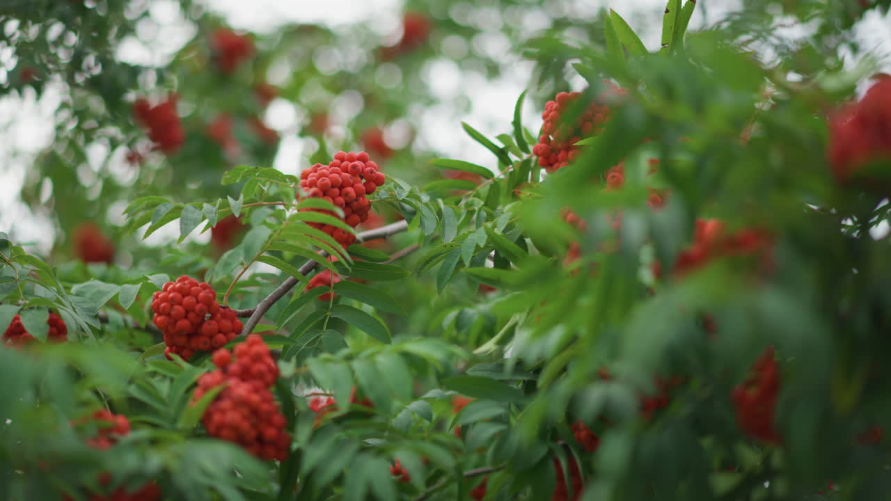 Close Up Rowan Berries On Branch, Clustered Red Fruit Amid Glossy Green Leaves, Gentle Breeze Causes Subtle Motion And Soft Bokeh, Overcast Sky Diffuses Light, Calm Autumn Atmosphere, Detailed