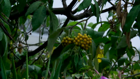 una fuerte ráfaga de viento balancea las ramas de un árbol frutal que brota durante una tormenta tropical
