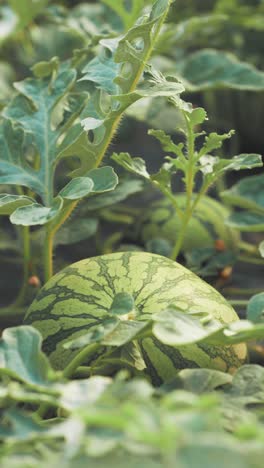 watermelon growing in greenhouse: agriculture and food production