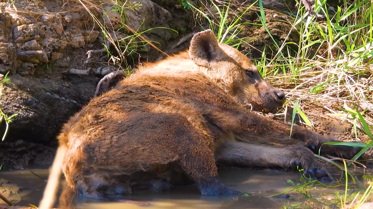 Cinghiale che riposa in una pozzanghera d'acqua, Parco Nazionale Kruger, Sudafrica.