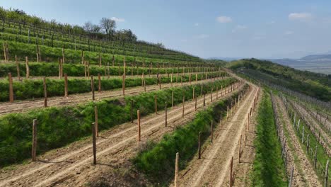 plantations on the agricultural land at the vipava valley in slovenia. aerial drone shot