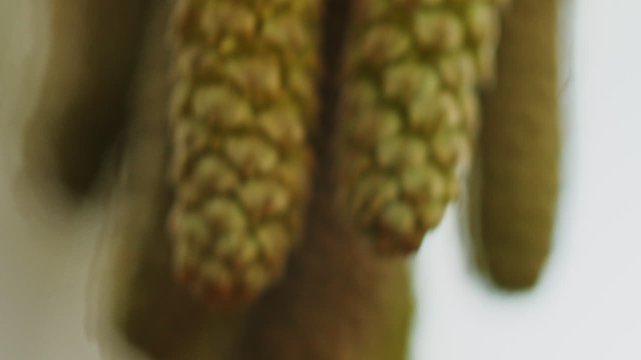 tiro macro extremo de las flores de un árbol de avellanas