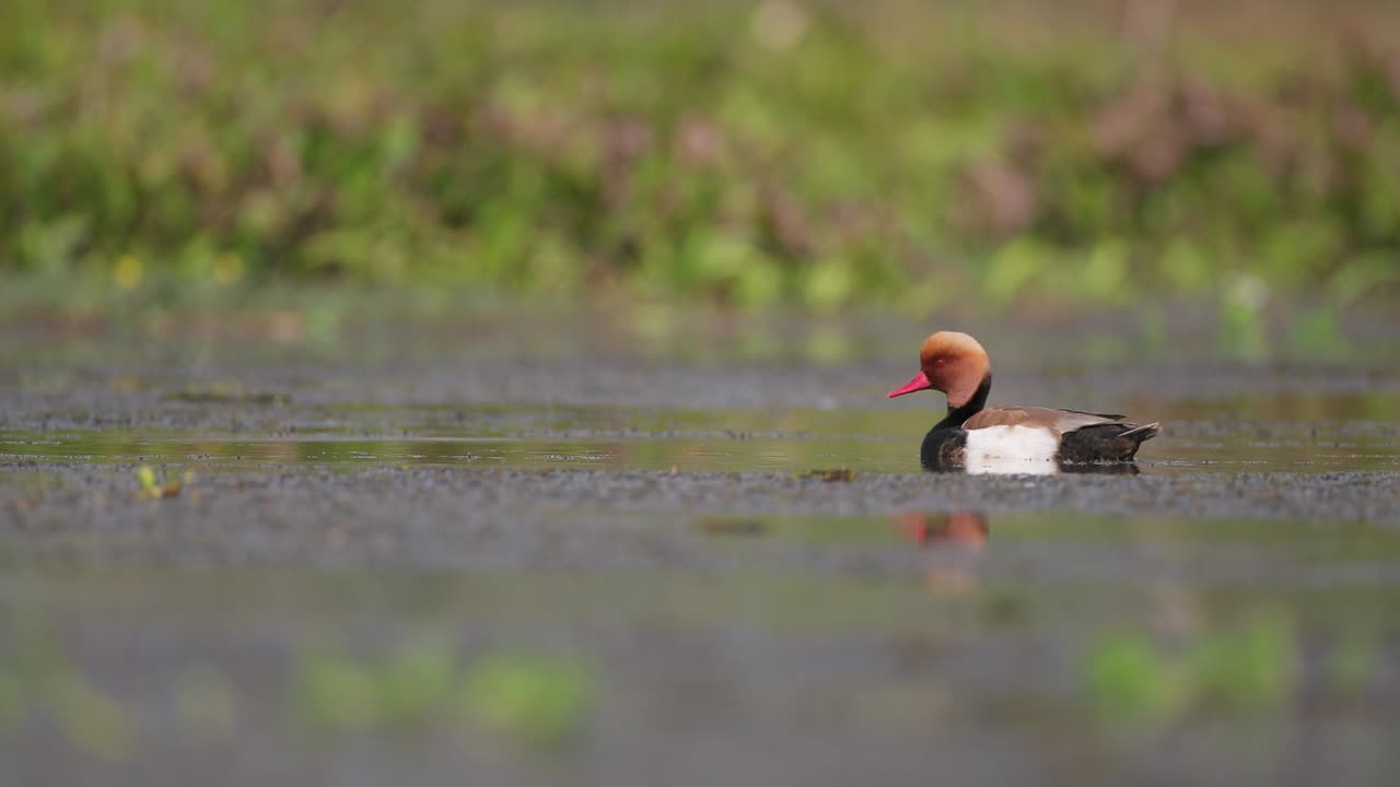 el macho adulto de la especie netta rufina