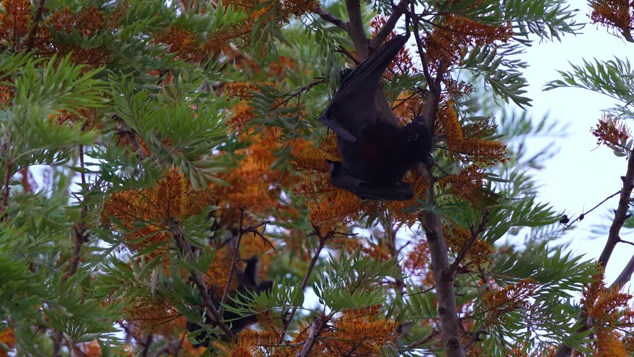 Close up shot of a flying-fox hanging upside down in a silky oak tree, actively feeding on the nectar of the flowers