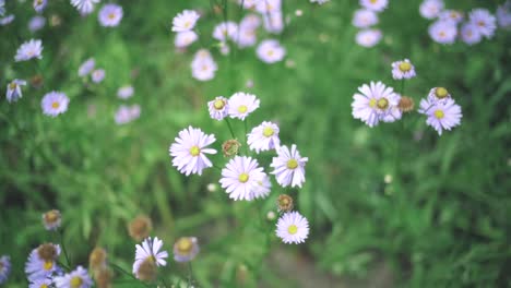 lovely flowers of asters swaying in the wind in the meadow at the kitayama yuzengiku in shiga, japan