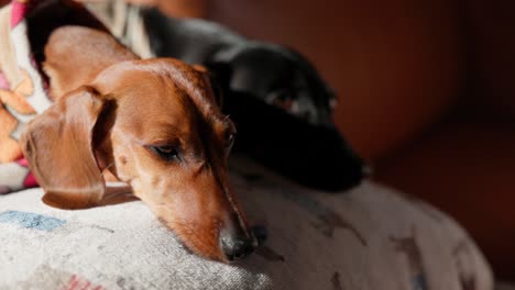 a pair of dachshunds cuddle together on a couch, enjoying a peaceful rest in a warm, sunlit living room.