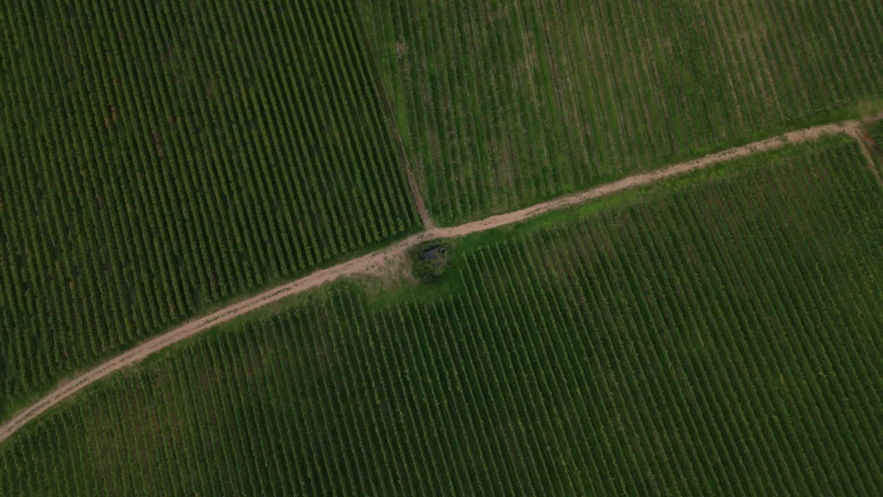 un viñedo verde profundo con muchas vides en las colinas del campo y una pequeña cabaña de madera, vista aérea, girar en