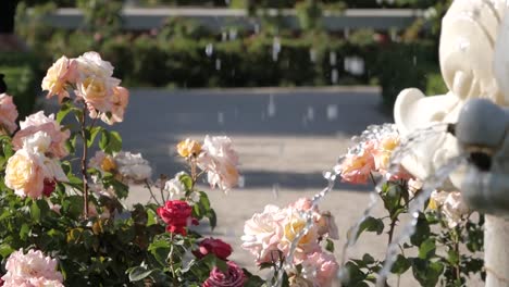 roses in a garden fountain
