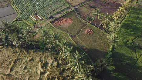 aerial 4k motion shot over rice paddy plantation fields in indonesia